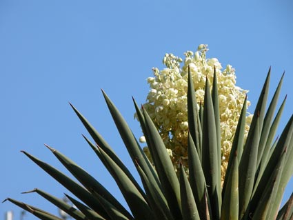 Yucca-Bluete