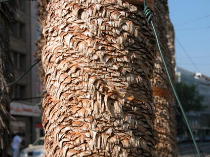 Yucca3