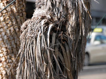 Yucca4