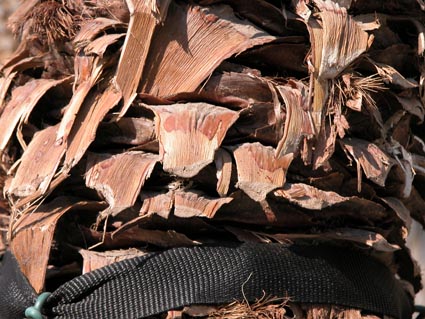 Yucca5