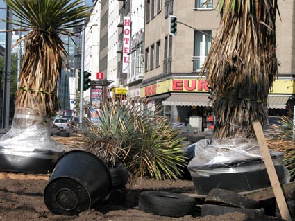 Yucca6