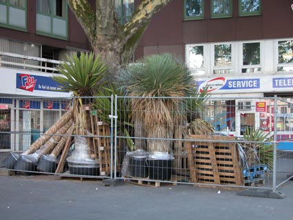 Yucca7