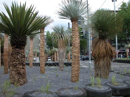 Yuccas