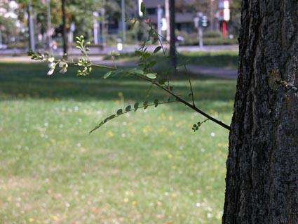 aus-diesem-Stamm