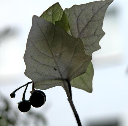 bleiches-Solanum