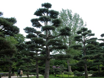 jap-Garten2