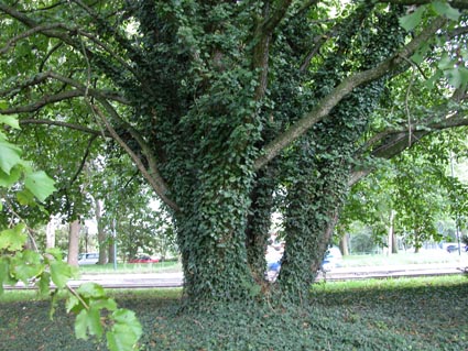 mehrstaemmiger-Baumhasel
