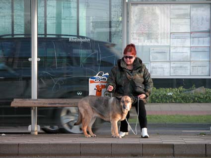 plus-Hund