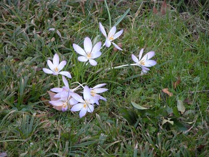 wilde-Crocusse