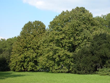 zwei-Baumhasel