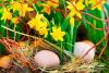 Aufblühen zu Ostern im Waldviertel