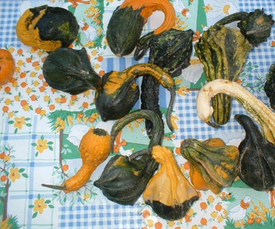 bizarrepumpkins1