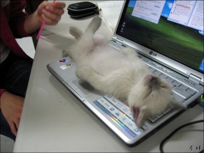 Sorry, kann nicht arbeiten, hab´einen "Kater"!