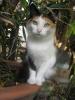 Foto der Katzenmutter von einem steirischen Bauernhof; auf der Slowenien-Radkersburg-Exkursion gemacht.