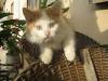 Foto des Katzenkindes, das ich auf einem Bauernhof  bei der Slowenien-Radkersburg-Exkursion gemacht habe.