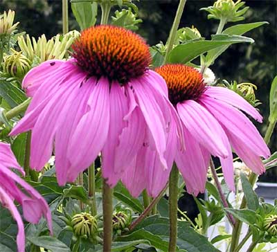 Sonnenhut nach Dickmaulruessler