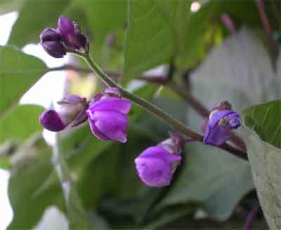 Stangenbohnen-Fisolen