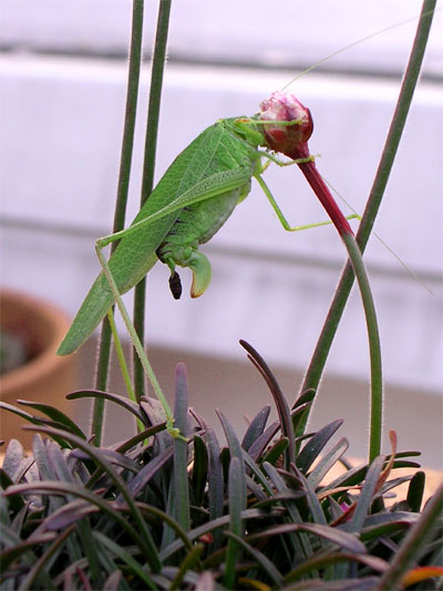 gruenes heupferd gruenes heupferd