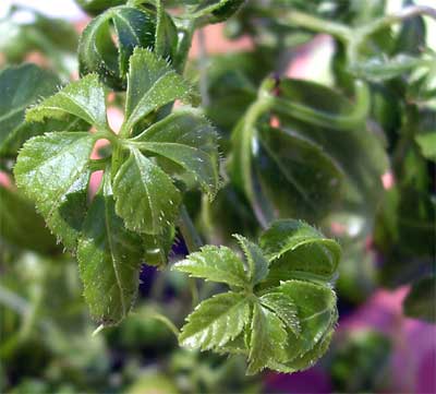 jiaogulan tee jiaogulan tee