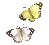 Butterflys