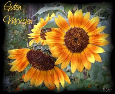 guten_morgen3