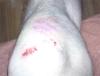 knie2