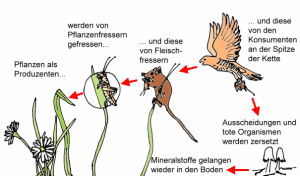 nahrungskette