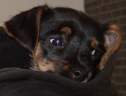 Schnuckelhund