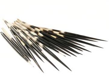 Stachelschweinborsten