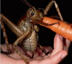 Weta-Bug-