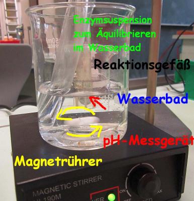 aufbau_urease_text