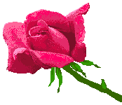 005rosetropfen