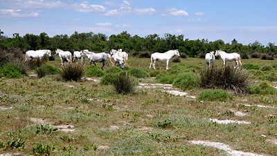 camargue1