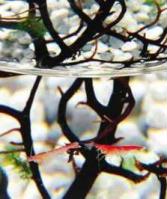 ecosphere2