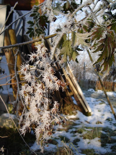 Winter1