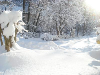 Garten-im-Winter