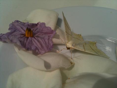 holunderspanner_rosen