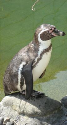 pingu