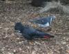 Black-Cockatoo