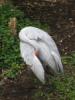 Brolga-beim-Gefiederputz