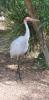 Brolga