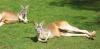 Kangaroos