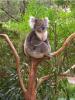 Koala1