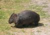 Wombat