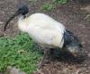 frecher-Ibis