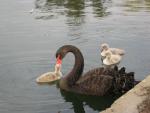 schwarzer-Schwan
