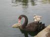schwarzer-Schwan