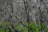 verbrannter-Wald