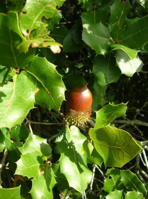 Allerheiligen-2011-025