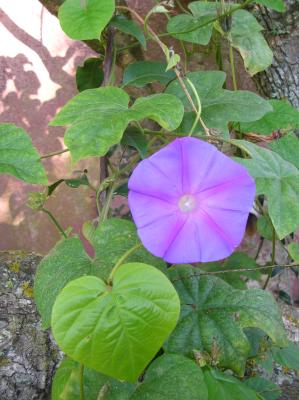 Allerheiligen-2011-051